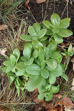Hylotelephium jullianum ? \ Quirlbl�ttrige Waldfetthenne / Whorled Witch's Moneybags, D Odenwald, Nieder-Beerbach 16.10.2015