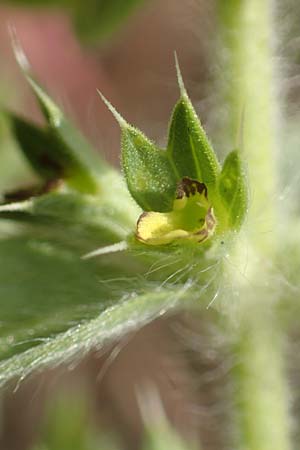 Sideritis montana \ Berg-Gliedkraut / Mountain Ironwort, D Mannheim 25.5.2016