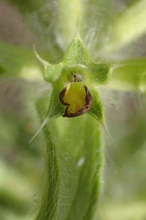 Sideritis montana \ Berg-Gliedkraut / Mountain Ironwort, D Mannheim 25.5.2016