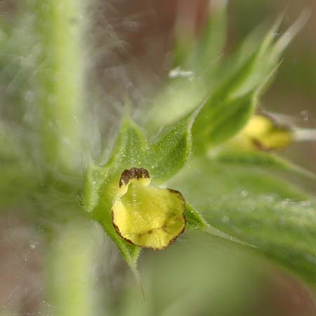 Sideritis montana \ Berg-Gliedkraut / Mountain Ironwort, D Mannheim 25.5.2016