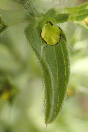 Sideritis montana \ Berg-Gliedkraut / Mountain Ironwort, D Mannheim 25.5.2016