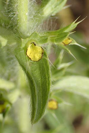 Sideritis montana, Mountain Ironwort