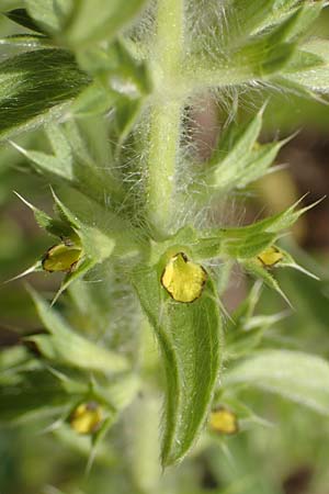 Sideritis montana \ Berg-Gliedkraut / Mountain Ironwort, D Mannheim 25.5.2016