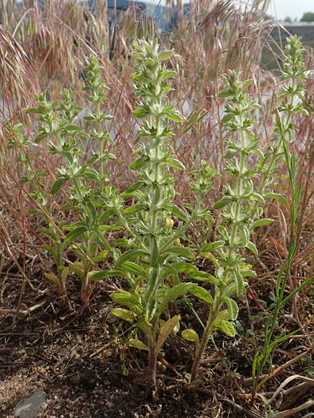 Sideritis montana \ Berg-Gliedkraut / Mountain Ironwort, D Mannheim 25.5.2016