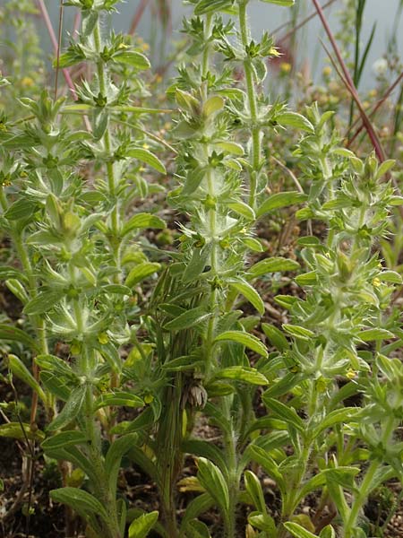 Sideritis montana \ Berg-Gliedkraut / Mountain Ironwort, D Mannheim 25.5.2016