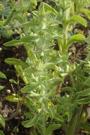 Sideritis montana \ Berg-Gliedkraut / Mountain Ironwort, D Mannheim 25.5.2016