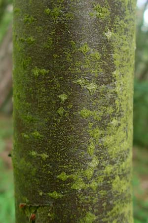 Sorbus meyeri \ Meyers Mehlbeere / Meyer's Whitebeam, D K&uuml;lsheim 4.6.2016