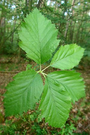 Sorbus meyeri \ Meyers Mehlbeere / Meyer's Whitebeam, D K&uuml;lsheim 4.6.2016