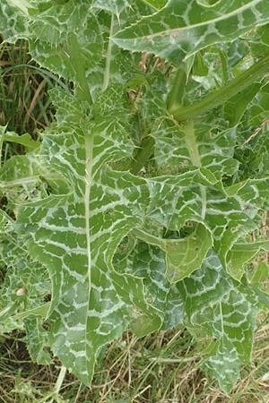 Silybum marianum \ Marien-Distel / Milk Thistle, D Sandhausen 16.6.2016