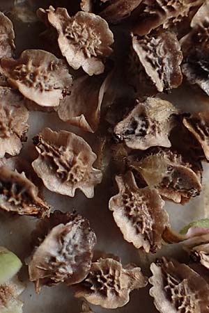 Sanguisorba minor \ Kleiner Wiesenknopf / Salad Burnet, D Mannheim 2.9.2016