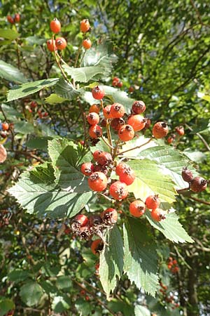 Sorbus meyeri \ Meyers Mehlbeere / Meyer's Whitebeam, D K&uuml;lsheim 2.10.2016