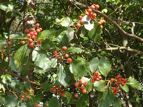 Sorbus meyeri \ Meyers Mehlbeere / Meyer's Whitebeam, D K&uuml;lsheim 2.10.2016