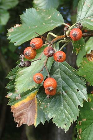 Sorbus meyeri \ Meyers Mehlbeere / Meyer's Whitebeam, D K&uuml;lsheim 2.10.2016