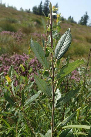 Salix myrsinifolia \ Schwarzwerdende Weide / Dark-Leaved Willow, D Schwarzwald/Black-Forest, Hornisgrinde 31.7.2017
