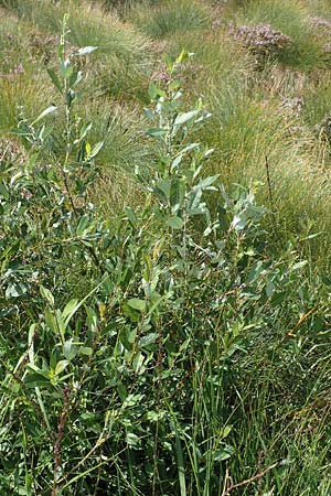 Salix myrsinifolia \ Schwarzwerdende Weide / Dark-Leaved Willow, D Schwarzwald/Black-Forest, Hornisgrinde 31.7.2017