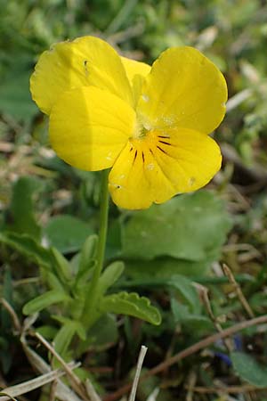 Viola wittrockiana \ Garten-Stiefm&uuml;tterchen / Pansy, D Walldorf 26.4.2018