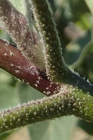 Solanum melongena \ Aubergine, Eierfrucht / Aubergine, Eggplant, D Mannheim 19.9.2018