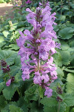 Stachys macrantha \ Gro&szlig;bl&uuml;tiger Ziest, Purpur-Ziest / Caucasus Woundwort, Betony Woundwort, D Botan.  Gar.  Krefeld 13.6.2019