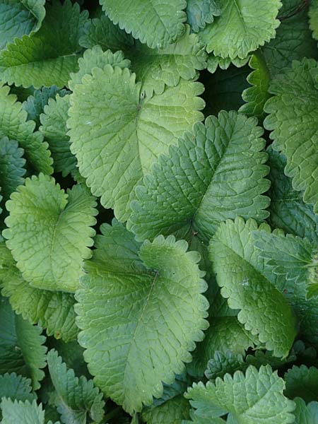 Stachys macrantha \ Gro&szlig;bl&uuml;tiger Ziest, Purpur-Ziest / Caucasus Woundwort, Betony Woundwort, D Botan.  Gar.  Krefeld 13.6.2019