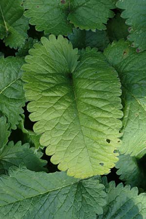 Stachys macrantha \ Gro&szlig;bl&uuml;tiger Ziest, Purpur-Ziest / Caucasus Woundwort, Betony Woundwort, D Botan.  Gar.  Krefeld 13.6.2019