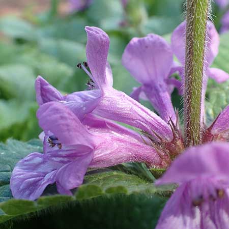 Stachys macrantha \ Gro&szlig;bl&uuml;tiger Ziest, Purpur-Ziest / Caucasus Woundwort, Betony Woundwort, D Botan.  Gar.  Krefeld 13.6.2019
