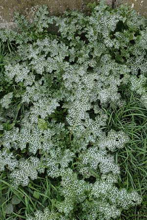 Silybum marianum \ Marien-Distel / Milk Thistle, D Mannheim 11.10.2019