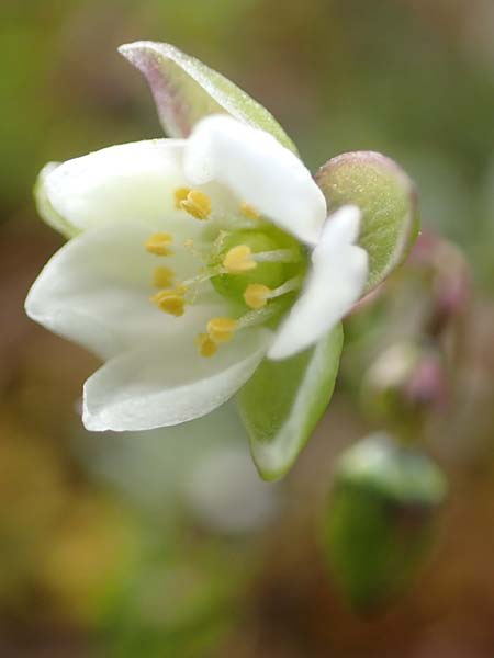 Spergula morisonii \ Fr�hlings-Sp�rgel / Pearlwort Spurrey, D Schwetzingen 14.3.2020