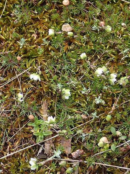 Spergula morisonii \ Fr�hlings-Sp�rgel / Pearlwort Spurrey, D Schwetzingen 14.3.2020
