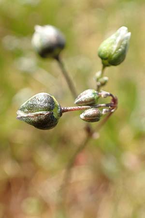 Spergula morisonii \ Fr�hlings-Sp�rgel / Pearlwort Spurrey, D Viernheim 7.4.2020