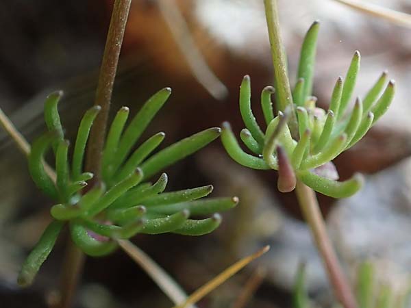 Spergula morisonii \ Fr�hlings-Sp�rgel / Pearlwort Spurrey, D Viernheim 7.4.2020