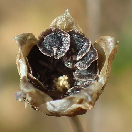 Spergula morisonii \ Fr�hlings-Sp�rgel / Pearlwort Spurrey, D Schwetzingen 16.4.2020