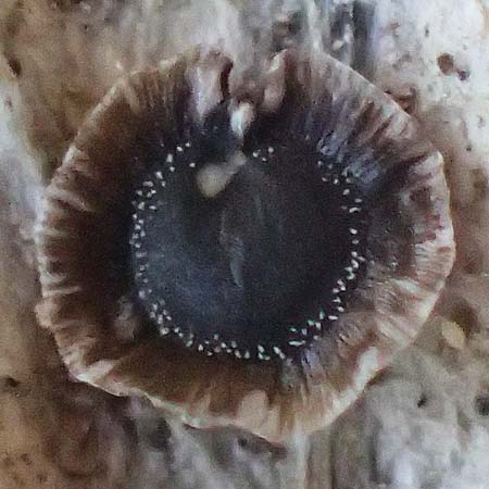 Spergula morisonii \ Fr�hlings-Sp�rgel / Pearlwort Spurrey, D Schwetzingen 16.4.2020