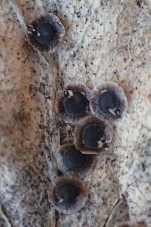 Spergula morisonii \ Fr�hlings-Sp�rgel / Pearlwort Spurrey, D Schwetzingen 16.4.2020