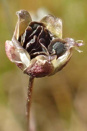 Spergula morisonii \ Fr�hlings-Sp�rgel / Pearlwort Spurrey, D Viernheim 17.4.2020