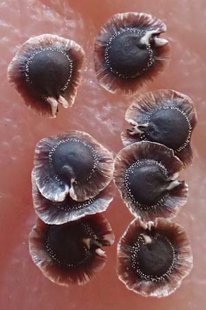 Spergula morisonii \ Fr�hlings-Sp�rgel / Pearlwort Spurrey, D Viernheim 17.4.2020