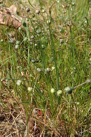 Spergula morisonii \ Fr�hlings-Sp�rgel / Pearlwort Spurrey, D Viernheim 17.4.2020