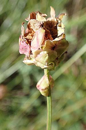 Sanguisorba minor subsp. balearica \ H�ckerfr�chtiger Wiesenknopf / Small Burnet, D Odenwald, M&ouml;rlenbach 24.6.2020
