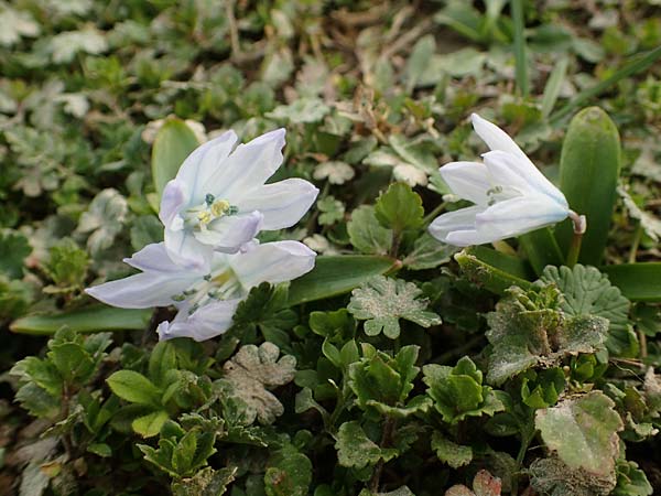 Scilla mischtschenkoana \ Persischer Blaustern, Kaukasische Sternhyazinthe / Early Scilla, White Squill, D Ludwigshafen 3.3.2021