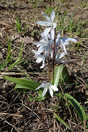 Scilla mischtschenkoana, Persischer Blaustern, Kaukasische Sternhyazinthe