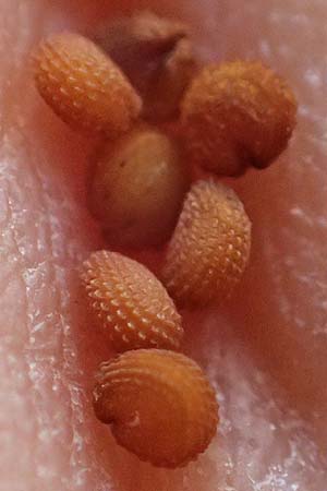 Stellaria media \ Vogelmiere / Common Chickweed, D Wald-Michelbach 25.4.2021