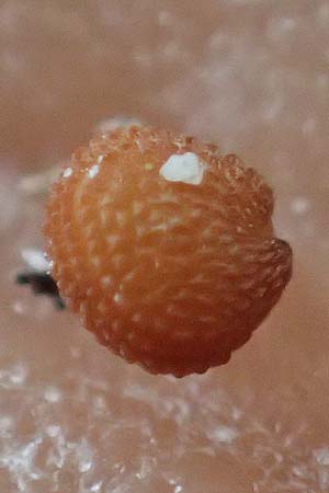 Stellaria media \ Vogelmiere / Common Chickweed, D Mannheim 13.5.2021