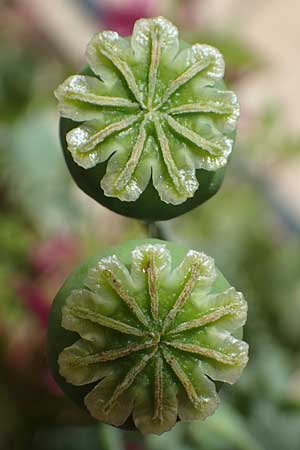 Papaver somniferum \ Schlaf-Mohn / Opium Poppy, D Mannheim 20.6.2021