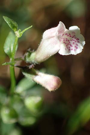 Scutellaria minor \ Kleines Helmkraut / Lesser Skullcap, D M&ouml;rfelden-Walldorf 14.8.2021