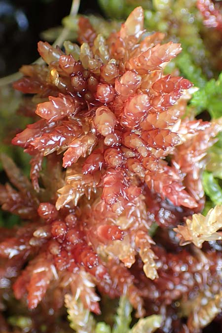Sphagnum magellanicum \ Mittleres Torfmoos / Midway Sphagnum, D Neum&uuml;nster, Dosenmoor 16.9.2021