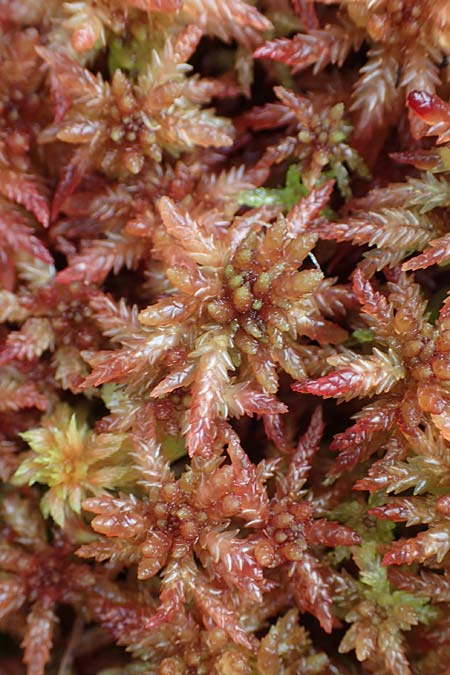 Sphagnum magellanicum \ Mittleres Torfmoos / Midway Sphagnum, D Neum&uuml;nster, Dosenmoor 16.9.2021