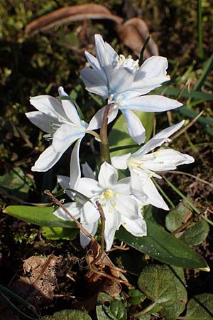 Scilla mischtschenkoana \ Persischer Blaustern, Kaukasische Sternhyazinthe / Early Scilla, White Squill, D Aachen 11.3.2022