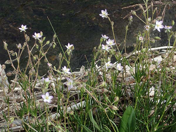 Spergularia media \ Fl�gelsamige Schuppenmiere / Greater Sea Spurrey, D Th&uuml;ringen, Artern 11.6.2022