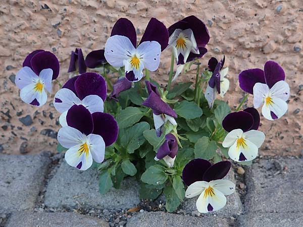 Viola wittrockiana \ Garten-Stiefm&uuml;tterchen / Pansy, D Alsleben 17.6.2023