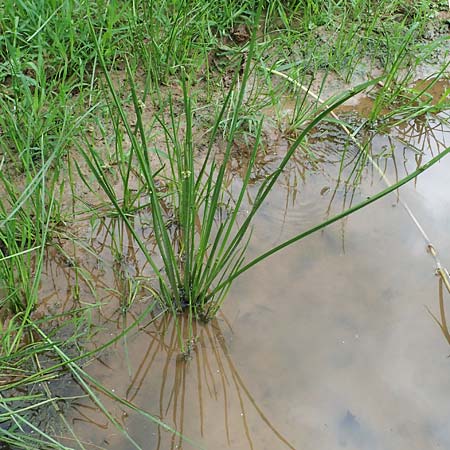 Schoenoplectiella mucronata \ Stachelspitzige Teichsimse / Bog Bulrush, D Freigericht 23.6.2023