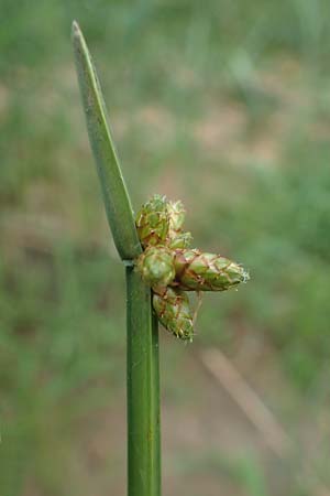 Schoenoplectiella mucronata \ Stachelspitzige Teichsimse / Bog Bulrush, D Freigericht 23.6.2023